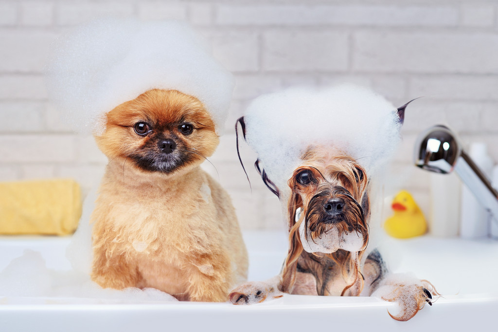 11toelettatura cani cos è