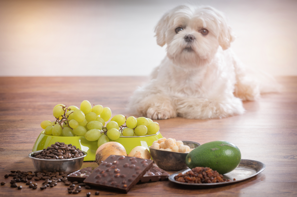 11alimenti nocivi per cani