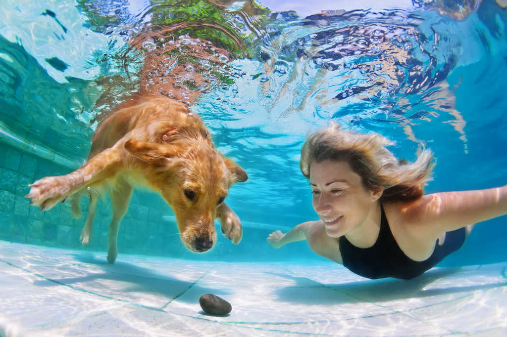 11i cani possono fare il bagno in piscina