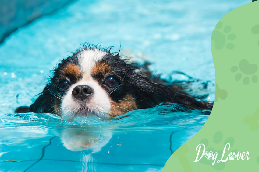 i cani possono fare il bagno in piscina