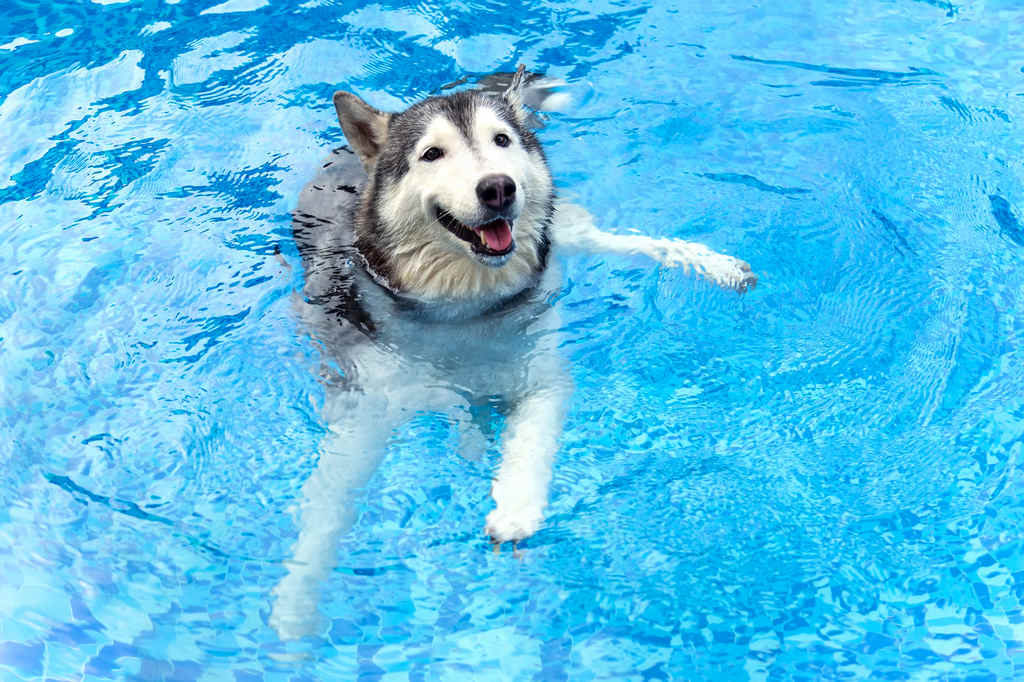 11tutti i cani sanno nuotare