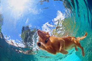 11insegnare a nuotare al cane